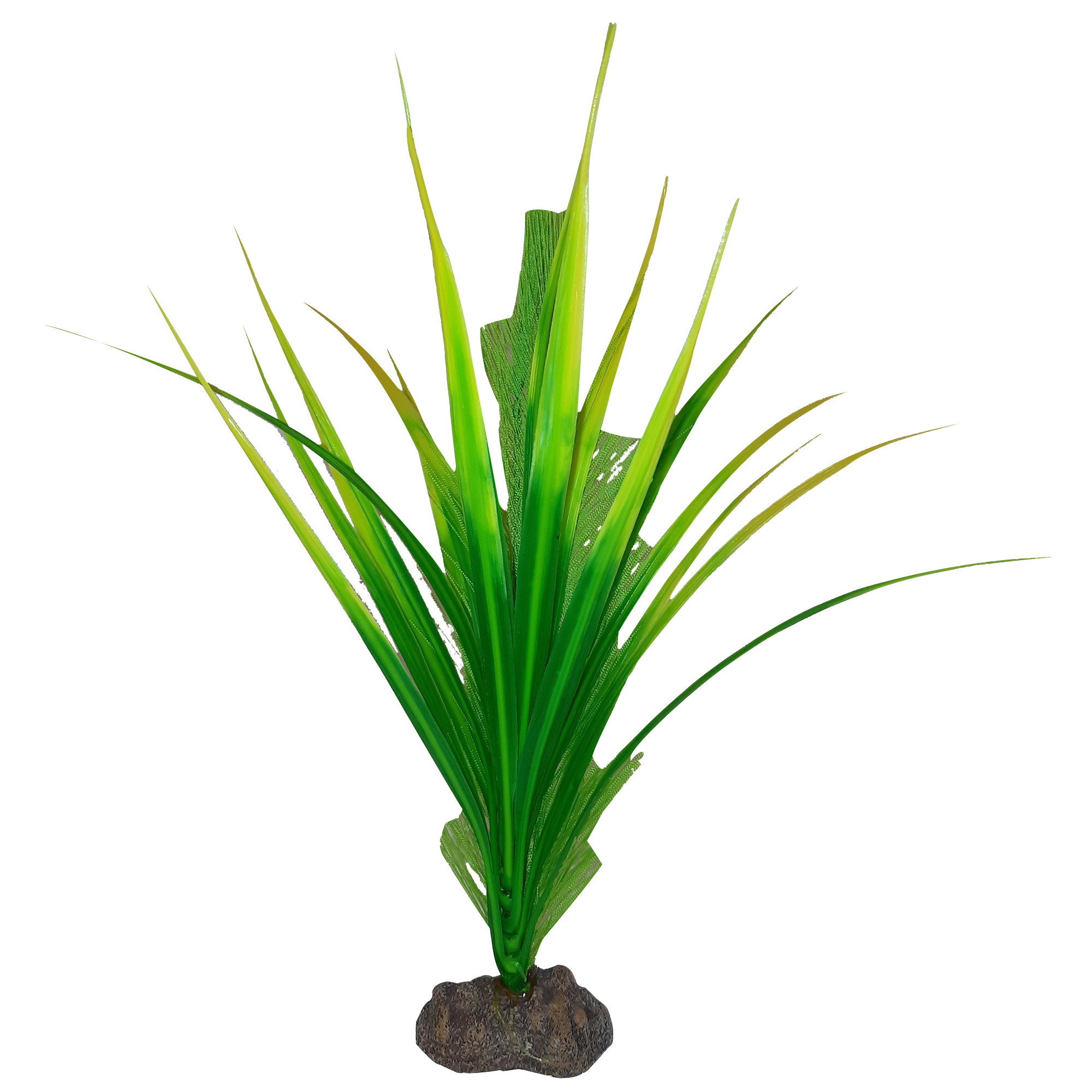 Plante Betta de qualité supérieure - Myriophylle aquatique 20cm