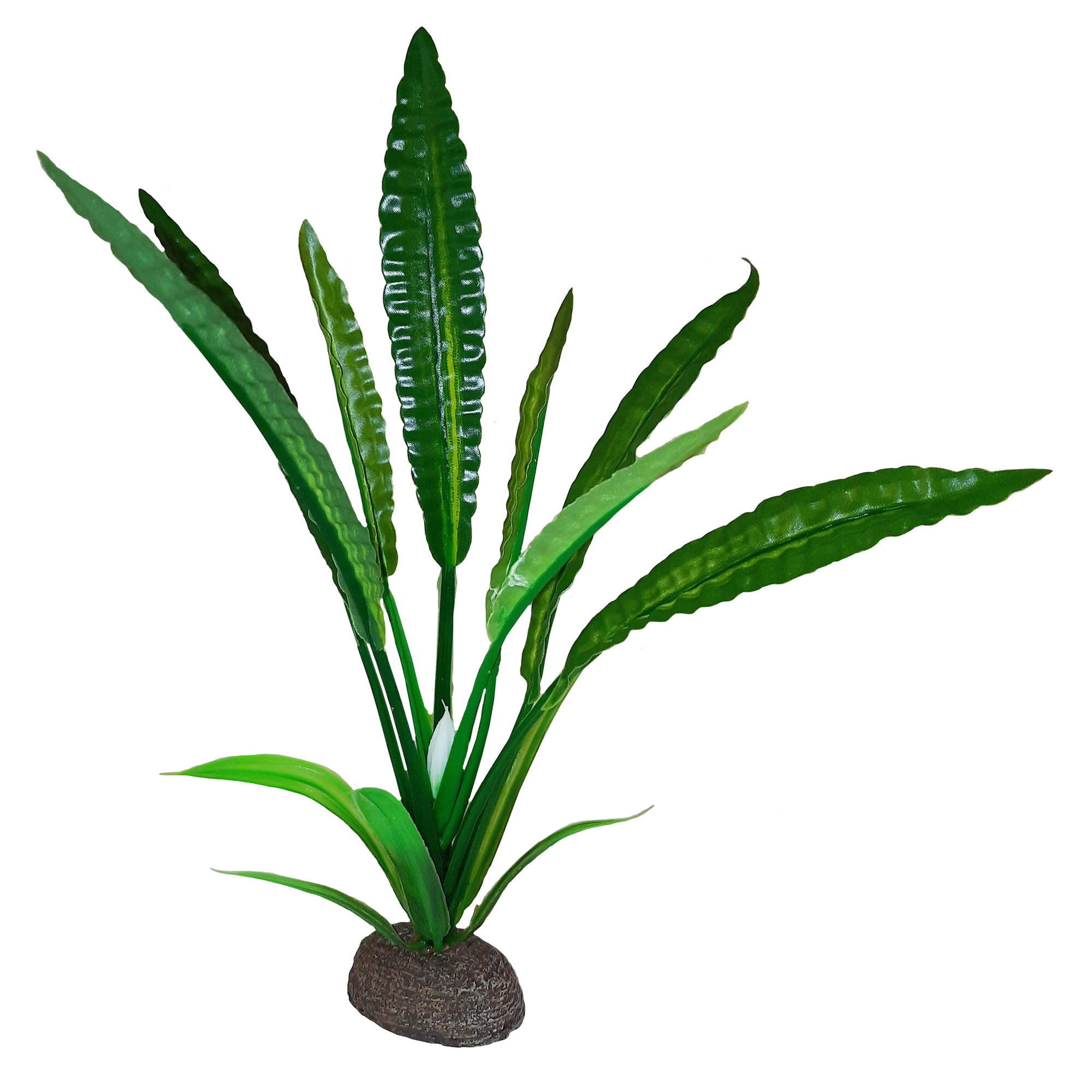 Plante Betta de qualité supérieure - Cryptocoryne de Wendt 20cm