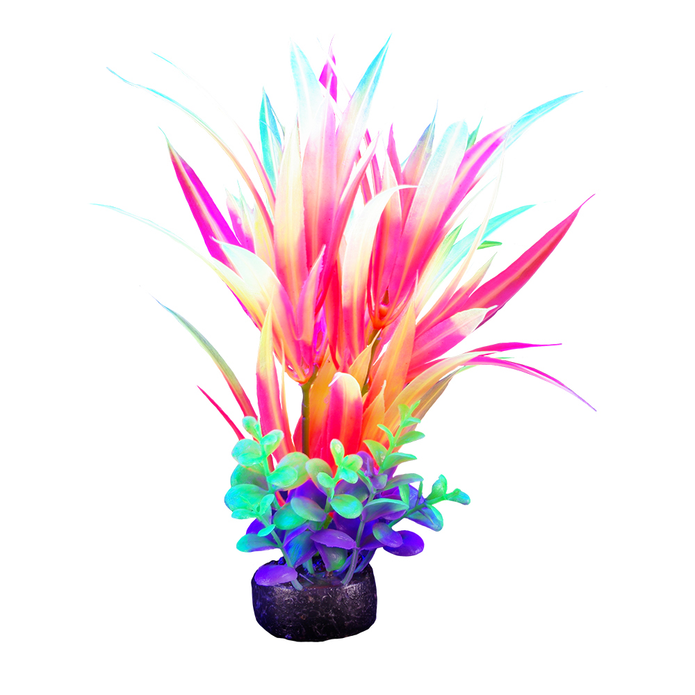 Plante iGlo Marina 5.5po/14cm