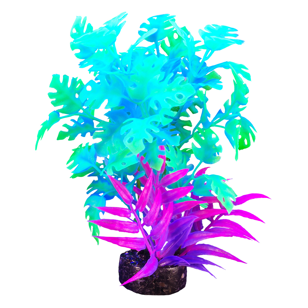 Plante iGlo Marina 5.5po/14cm