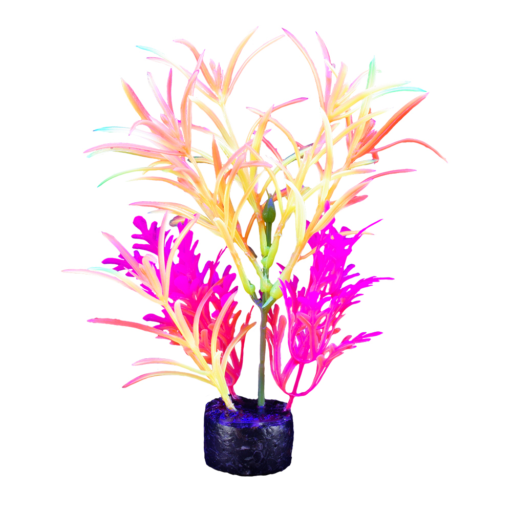 Plante iGlo Marina 7.5po/19cm