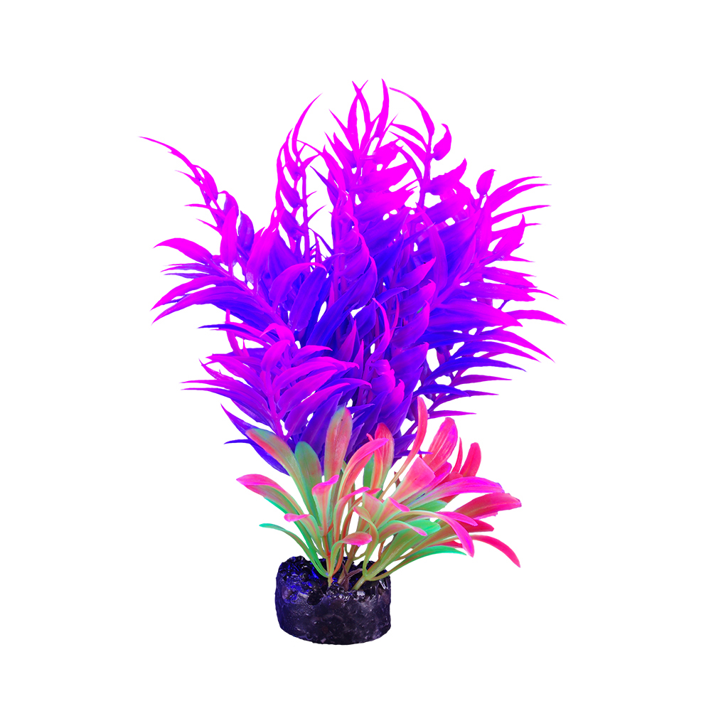 Plante iGlo Marina 5.5po/14cm