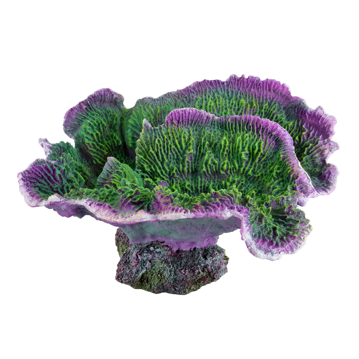 Underwater Treasures Montipora Coral Purple Rim