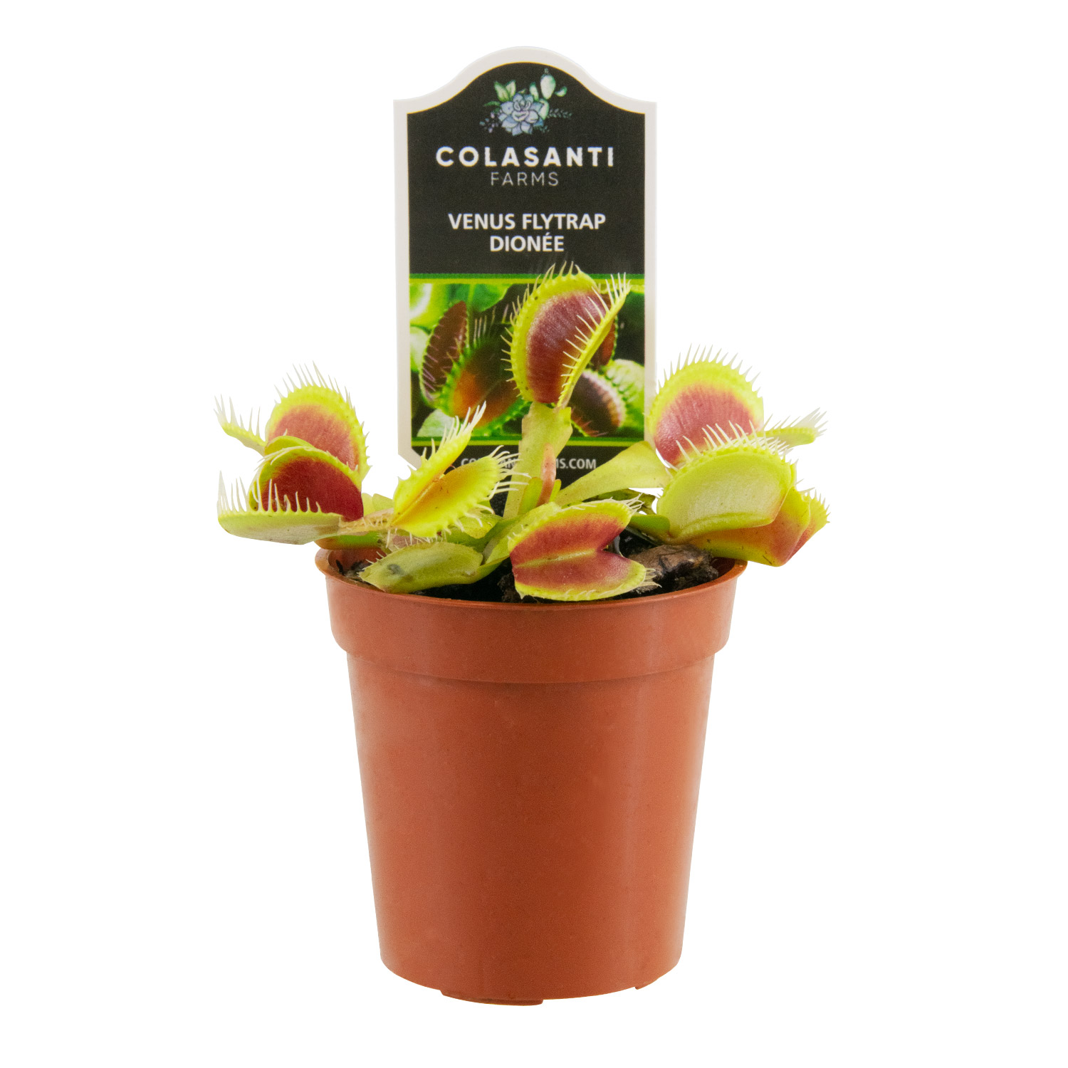 Colasanti Venus Flytrap 2.25