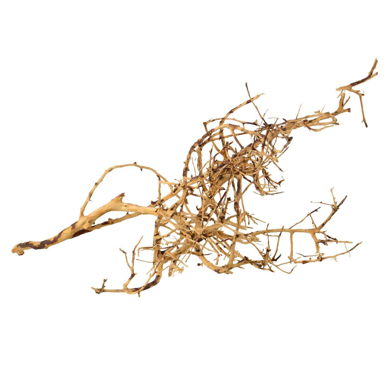 Birds Nest Wood