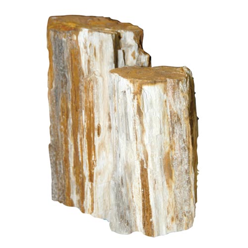 Petrified Wood Rock