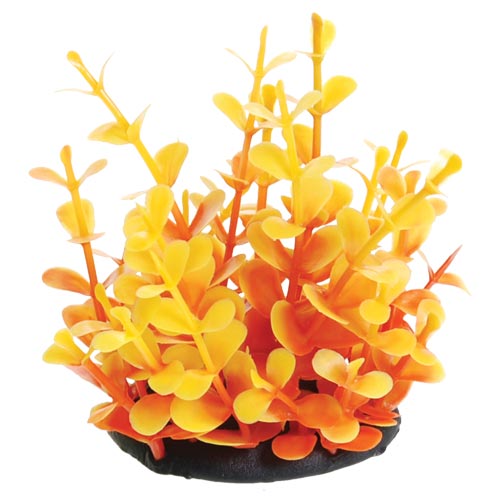 Underwater Treasures Orange Moneywort 2.5