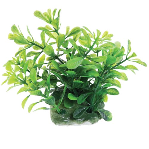 Underwater Treasures Green Moneywort 2.5