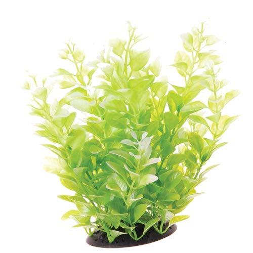Underwater Treasures White Tipped Cardamine 10