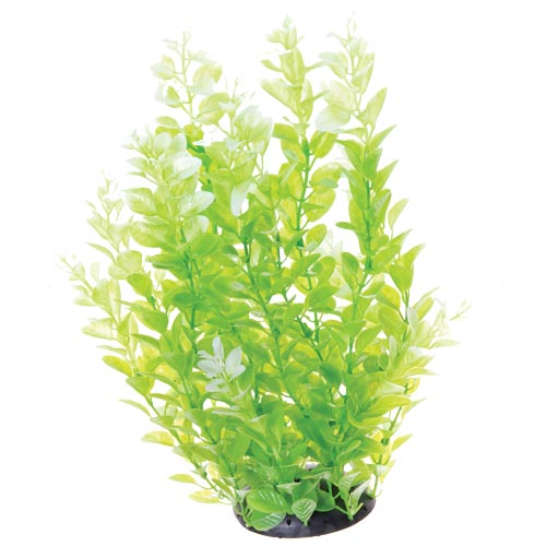 Underwater Treasures White Tipped Cardamine 12