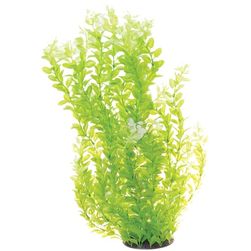 Underwater Treasures White Tipped Cardamine 24