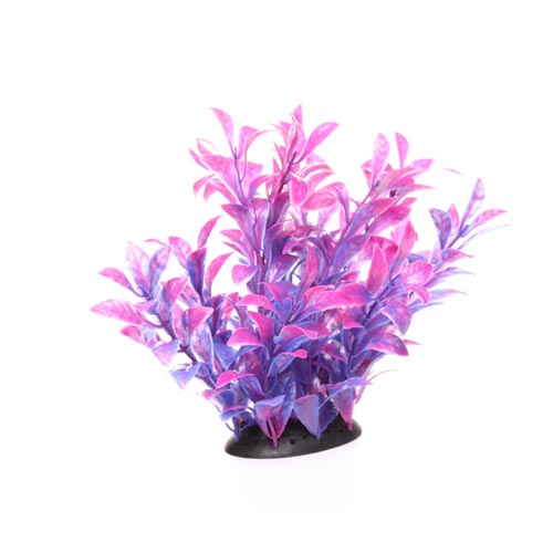 Underwater Treasures Magenta Ludwigia 6.5