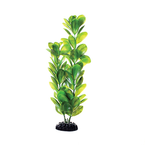Underwater Treasures Green Bacopa 12