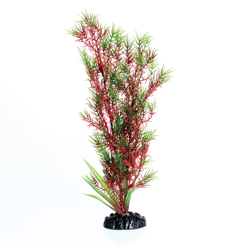Underwater Treasures Red/Green Springeri 12
