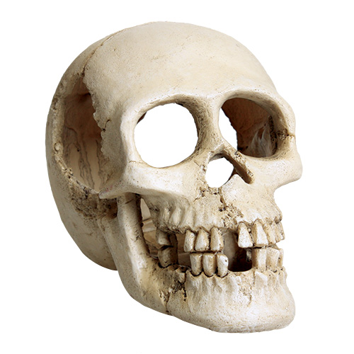 Underwater Treasures Skull