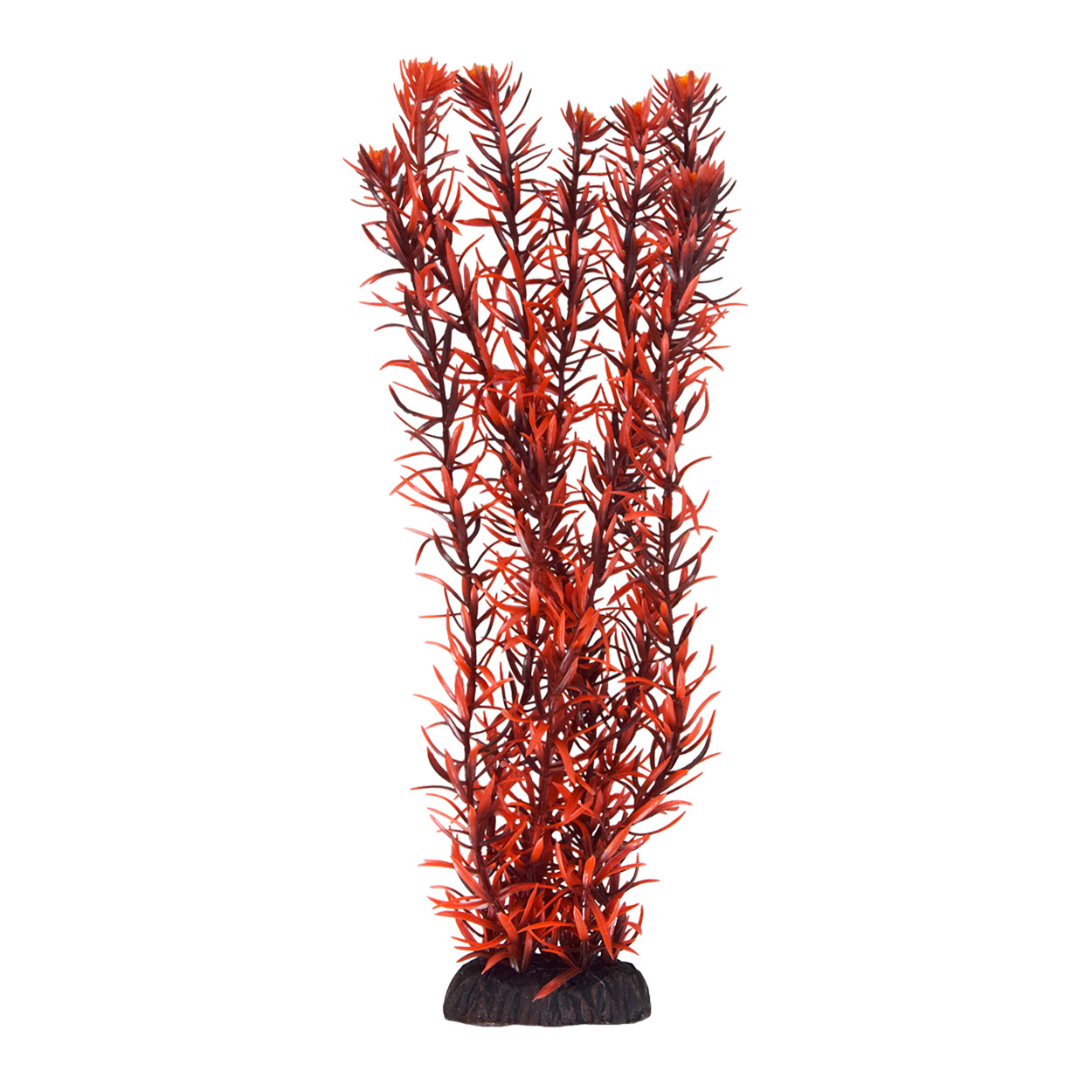 Underwater Treasures Rotala Indica 12