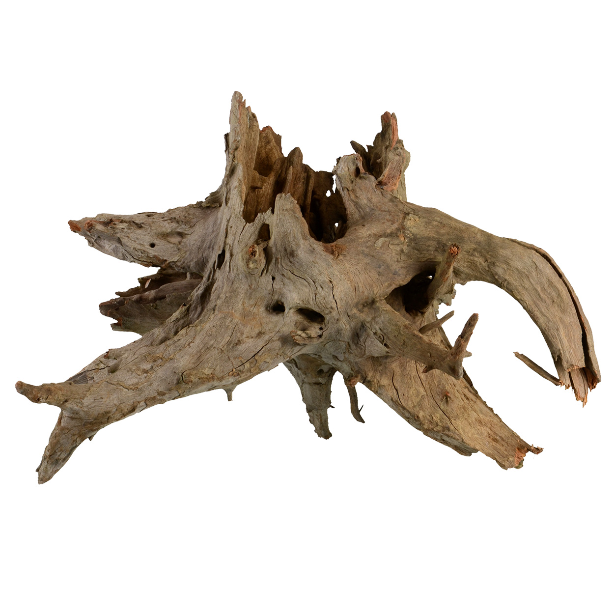 Eucalyptus Root MD