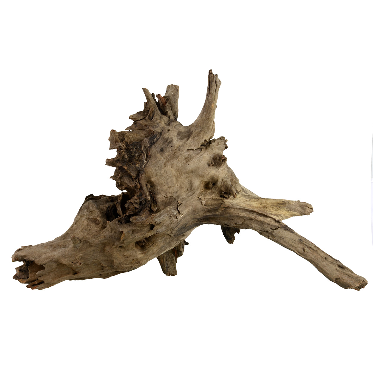 Eucalyptus Root LG