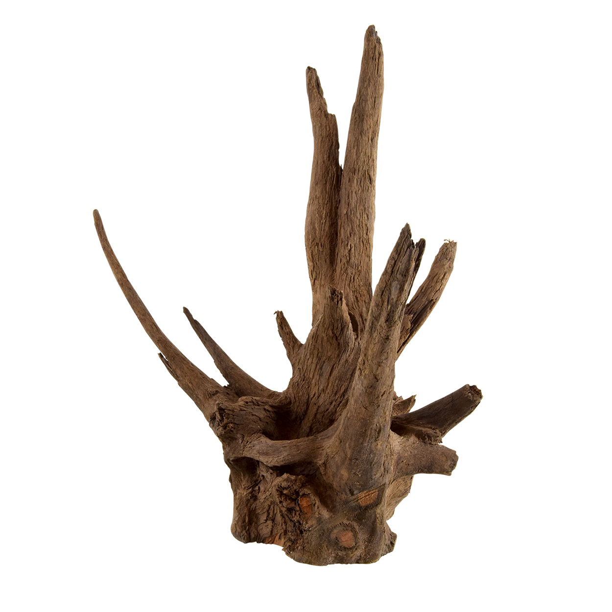 Eucalyptus Root Nano