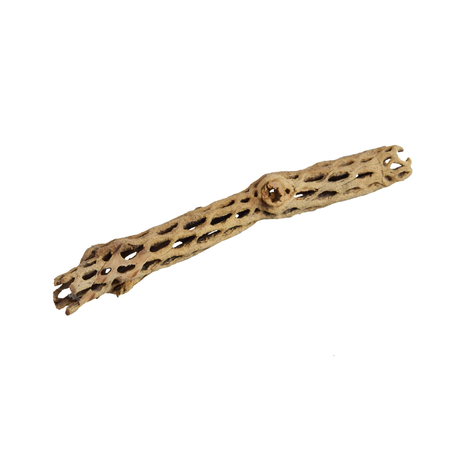 Underwater Treasures Staghorn Small - 4