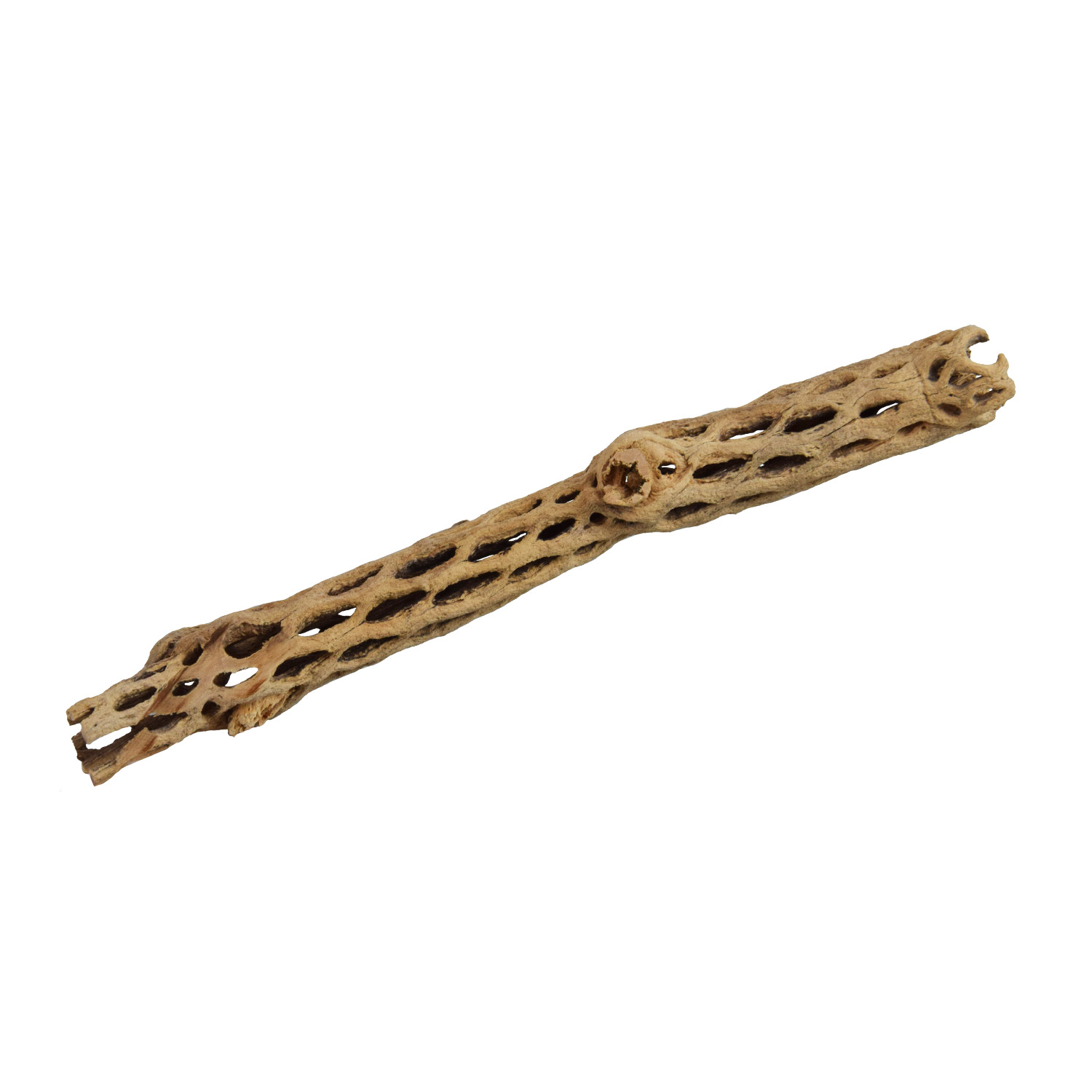 Underwater Treasures Staghorn Medium - 6
