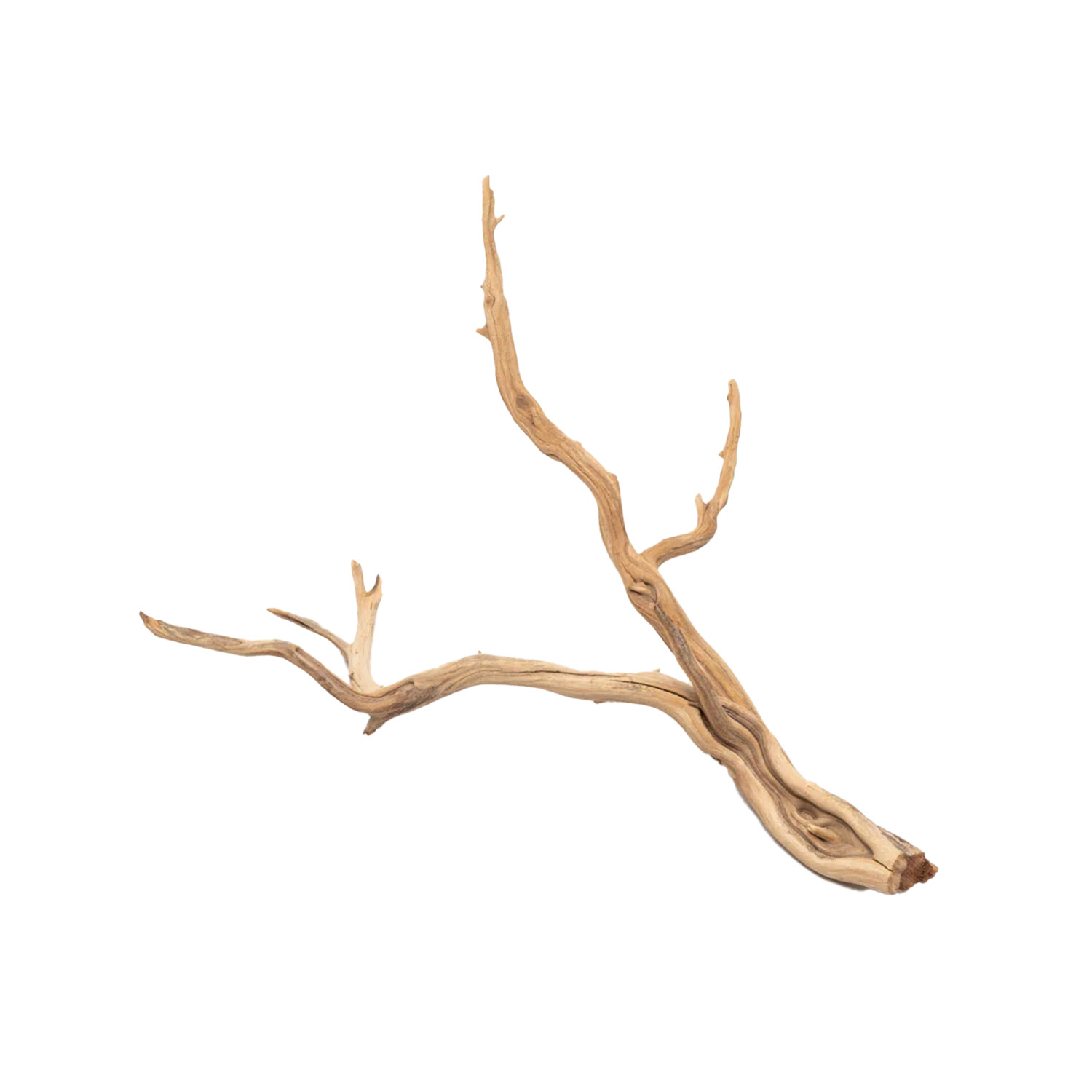 Underwater Treasures Ghostwood