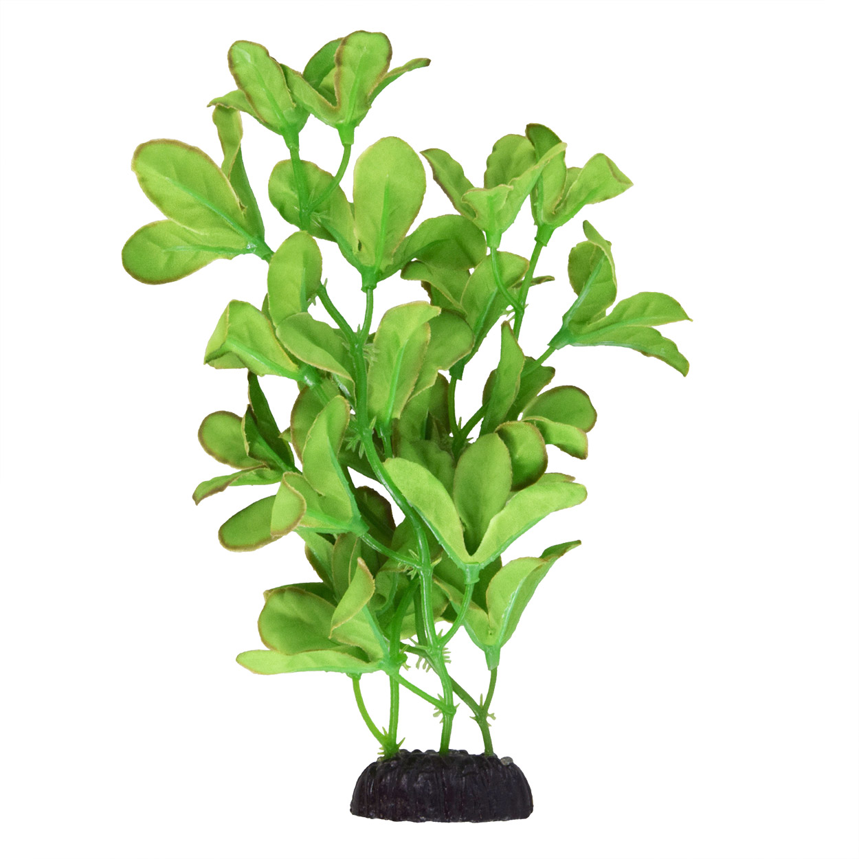 Underwater Treasures Silk Bacopa Monnieri