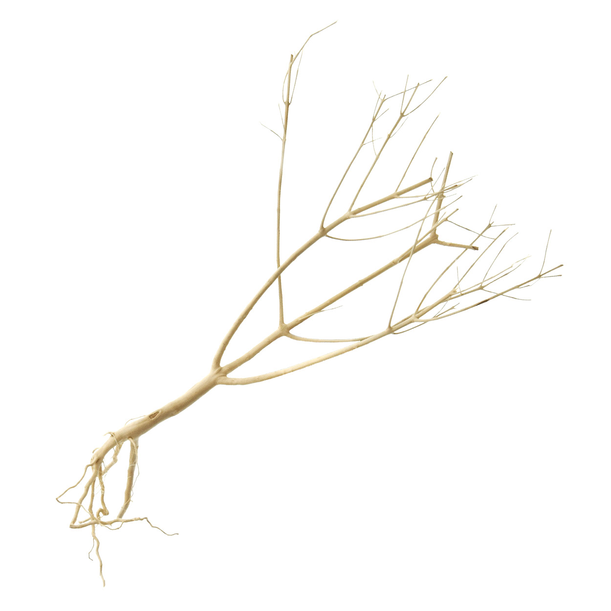 Phoetinia Wood