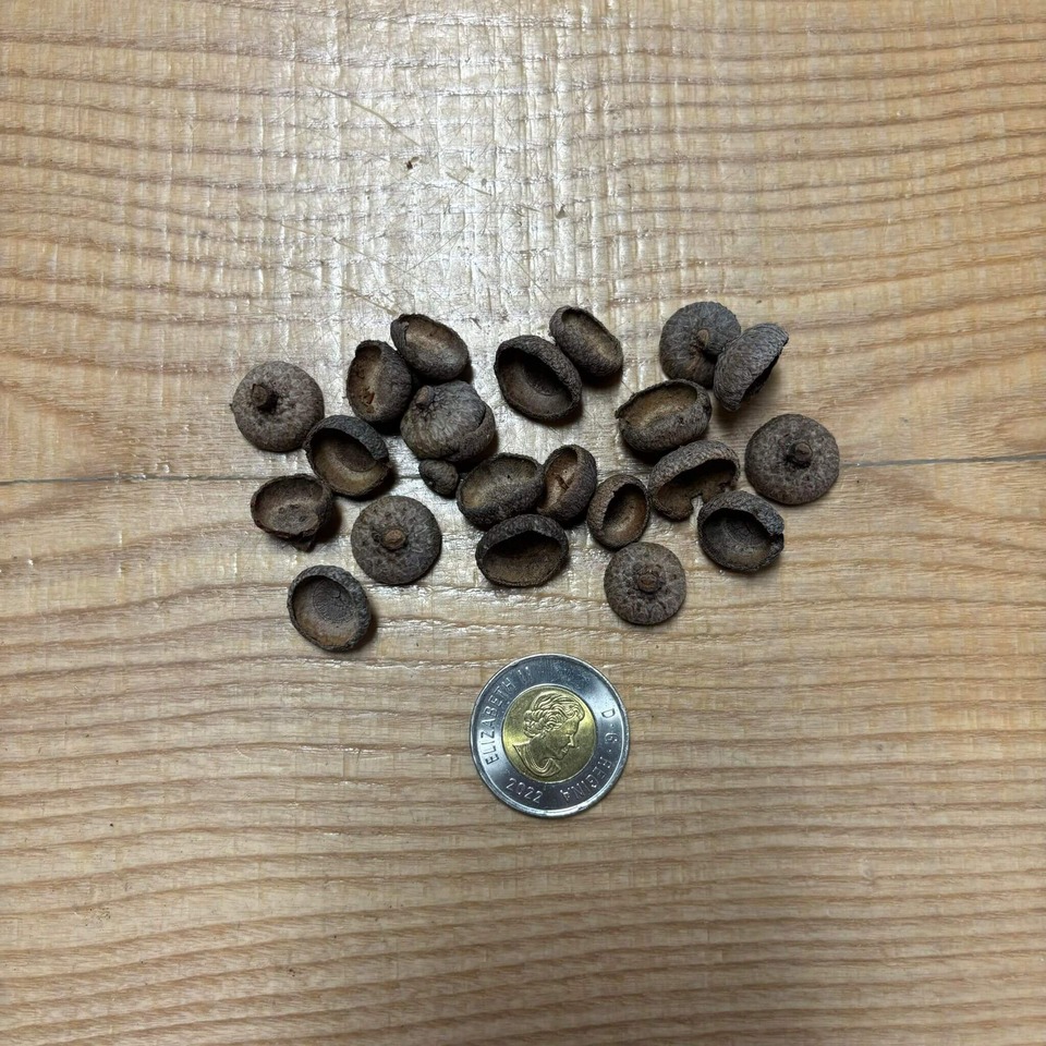 Botaniques - Acorn Cupules