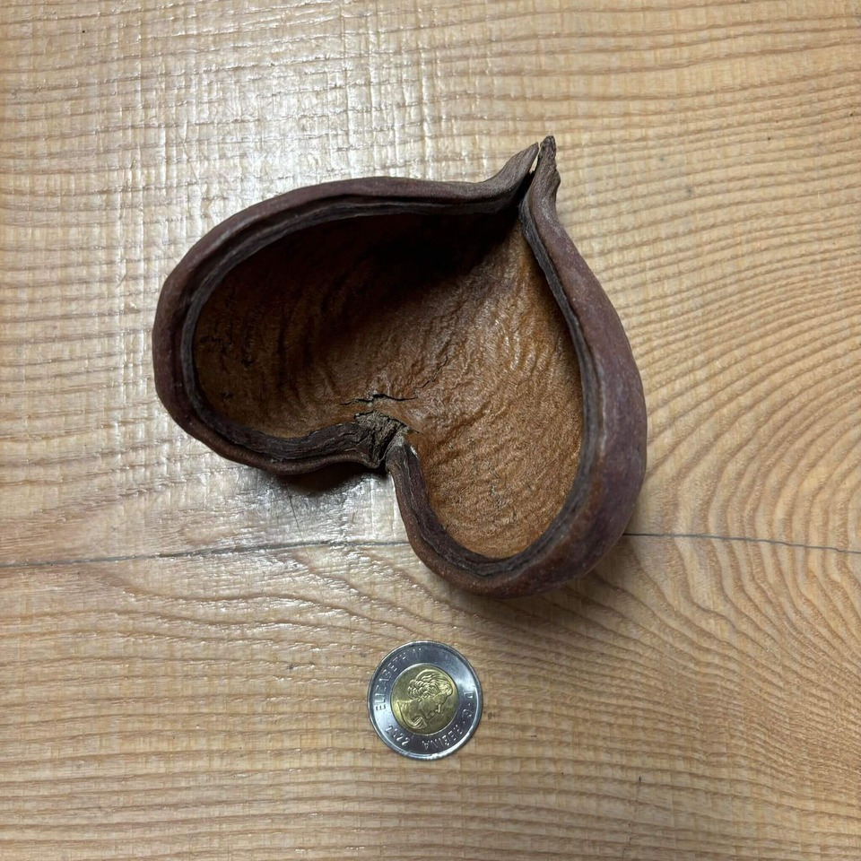 Botaniques - Badam Pods