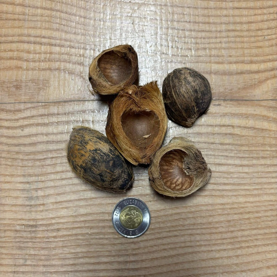 Botaniques - Betel Nut Pods