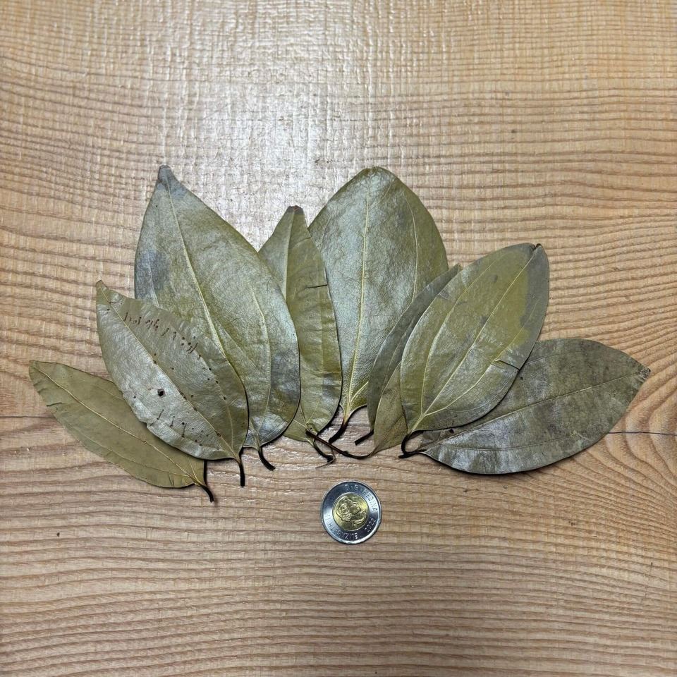 Botaniques - Cinnamomum Tamala Leaves