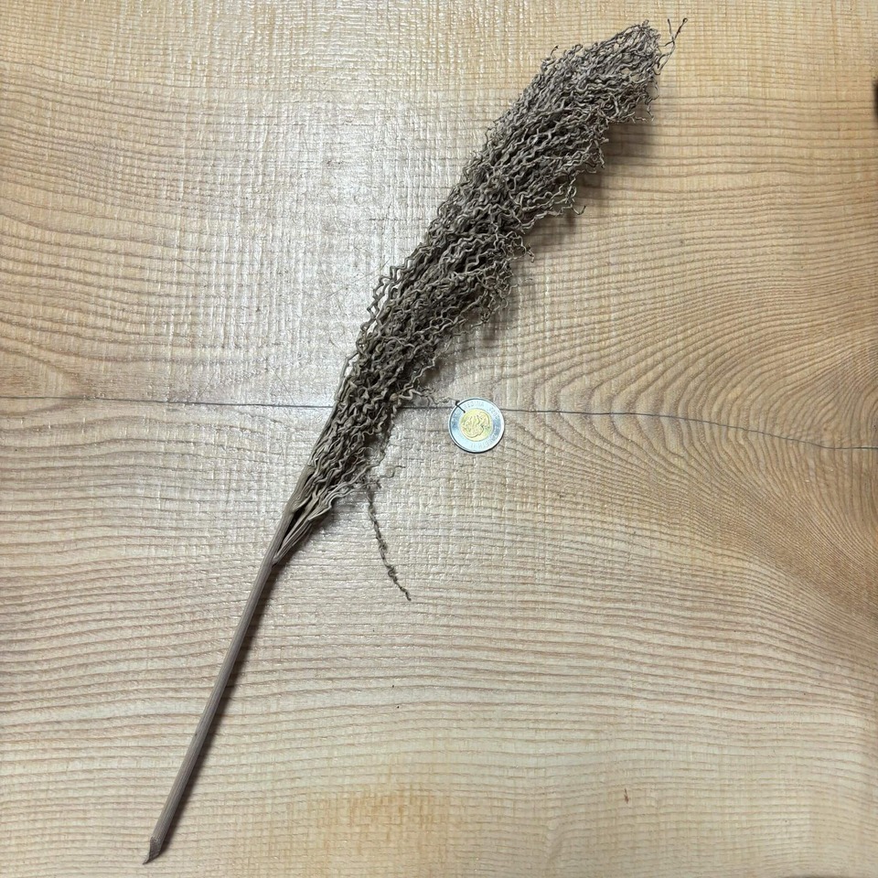 Botaniques - Coconut Palm Torch