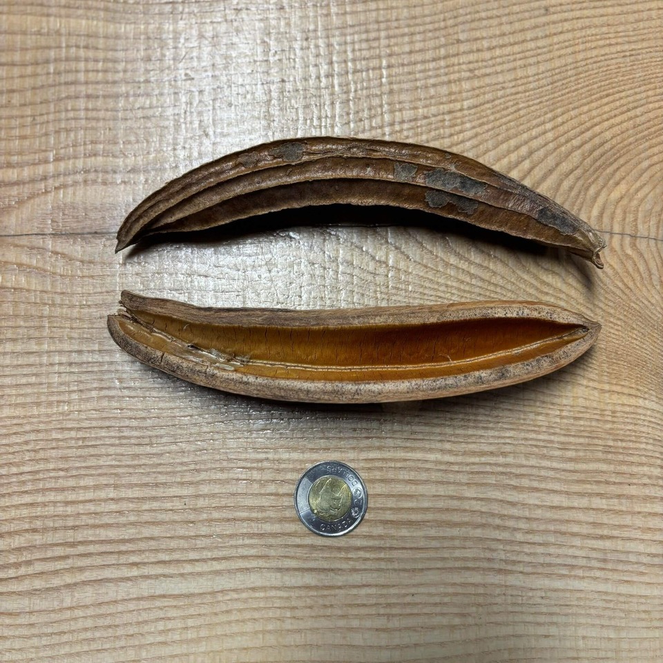 Botaniques - Colombian Wax Pods