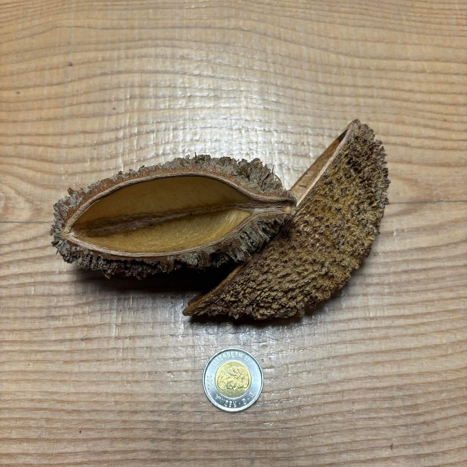 Botaniques - Devil`s Purse Pods
