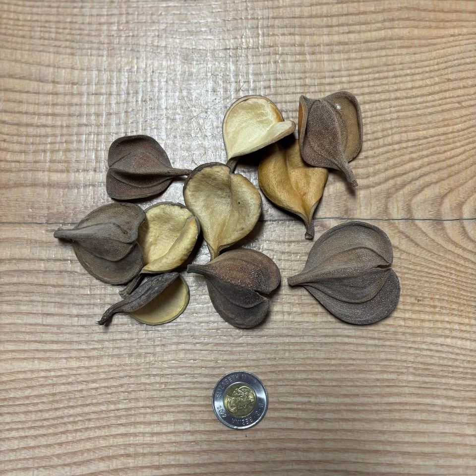 Botaniques - Elephant Seeds Pods