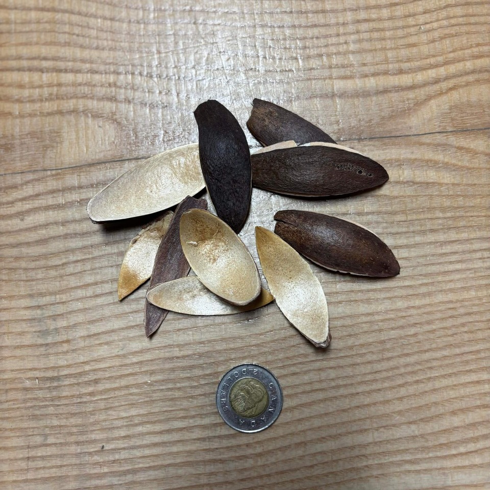 Botaniques - Lily Petals