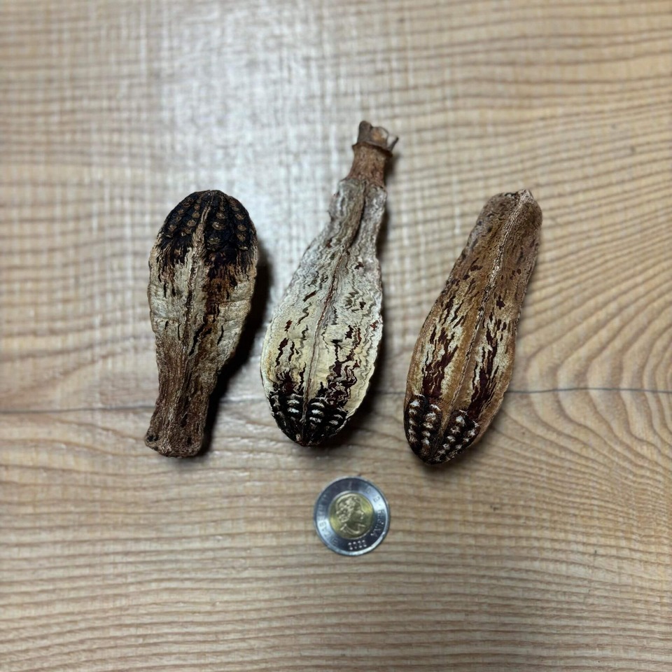 Botaniques - Mahogany Pods