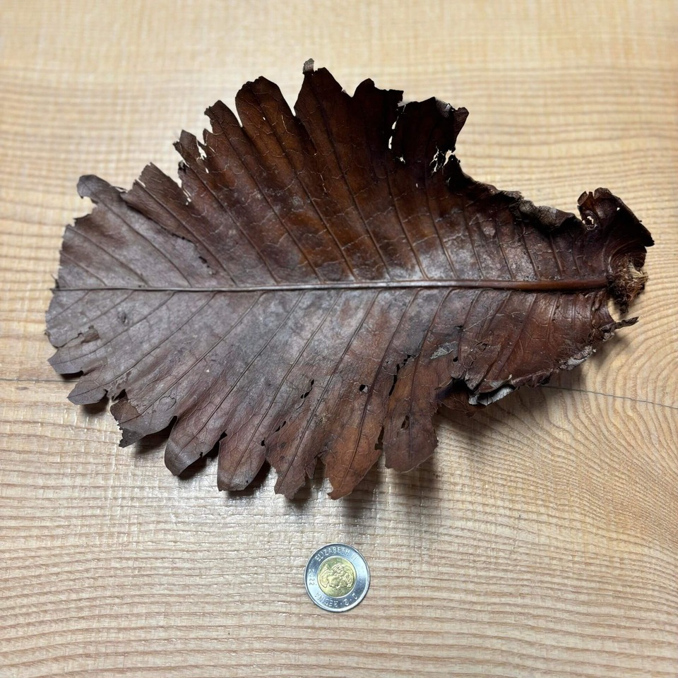 Botaniques - Oakleaf Fern