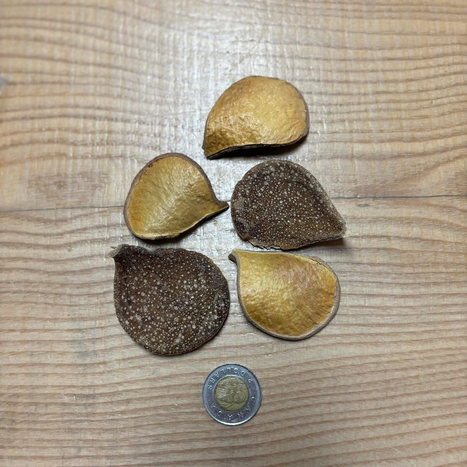 Botaniques - Pyrifolium Pods