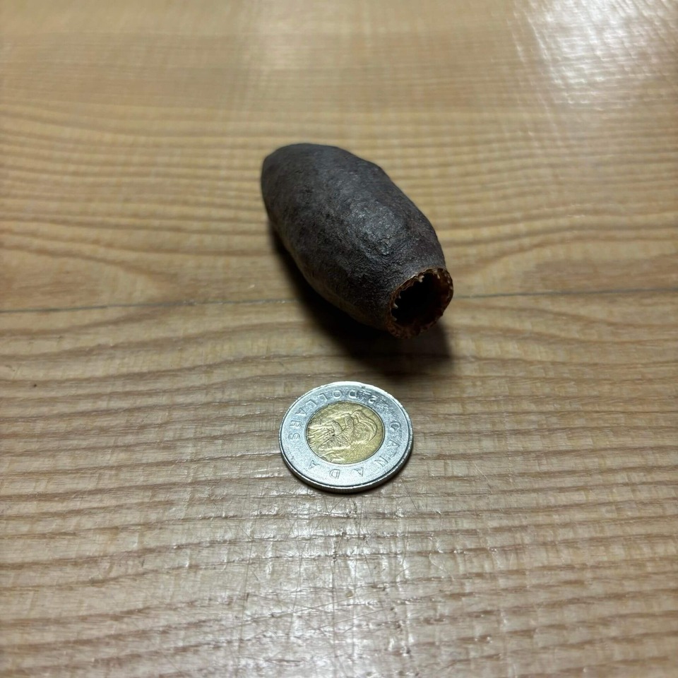 Botaniques - Savu Pods