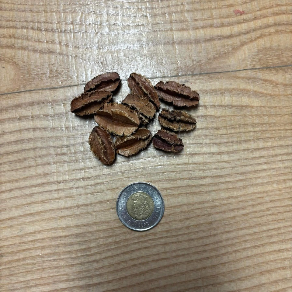 Botaniques - Terminalia Pods