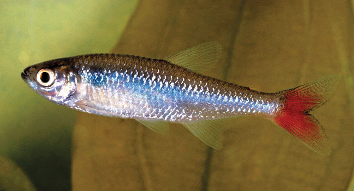 Aphyocharax erythrurus - Flametail Tetra Aphyocharax erythrurus - Flametail Tetra