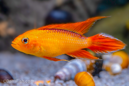 Apistogramma agassizi var. - Super Fire Red
