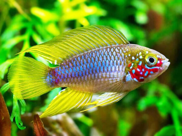 Apistogramma borelli - Red Mask Apistogramma borelli - Red Mask