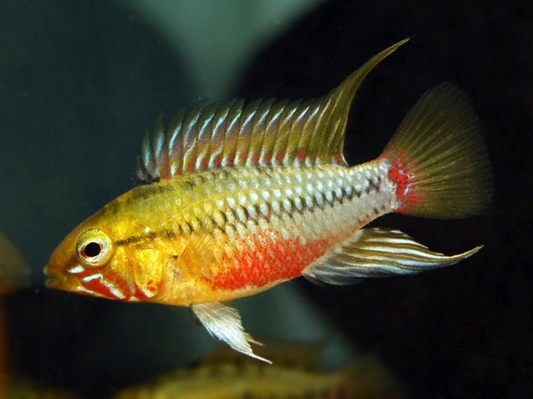 Apistogramma hongsloi - Redline Apisto Apistogramma hongsloi - Redline Apisto