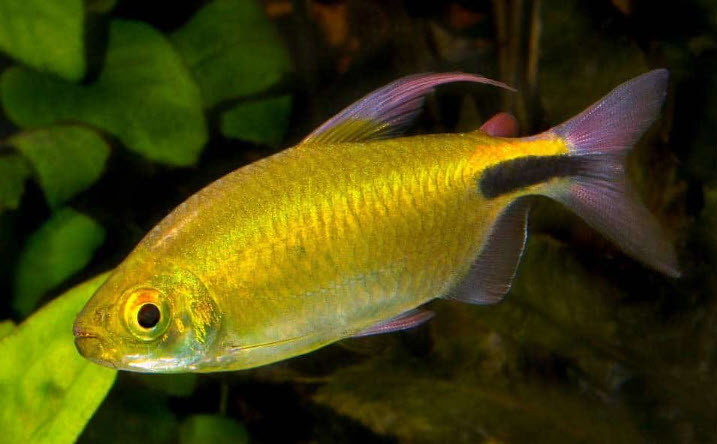 Brycinus longipinnis - Longfin African Tetra Brycinus longipinnis - Longfin African Tetra