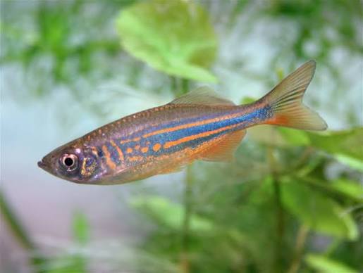 Devario aequipinnatus - Giant Danio
