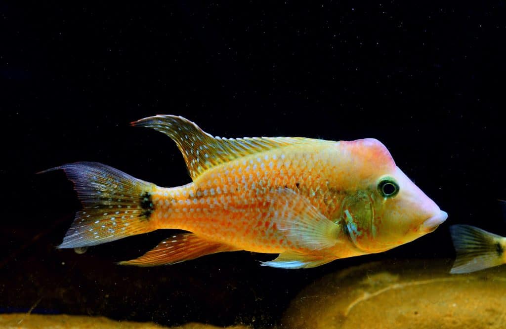 Geophagus steindachneri - Red Hump Eartheater Geophagus steindachneri - Red Hump Eartheater