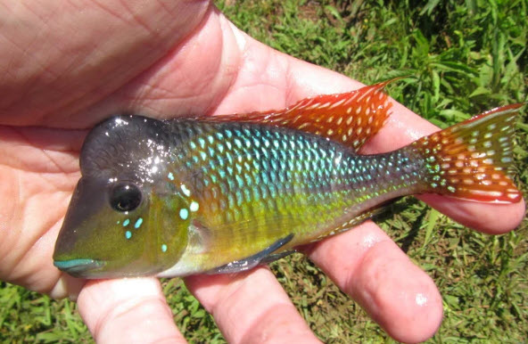 Gymnogeophagus lipokarenos - Argentine Rainbow Humphead